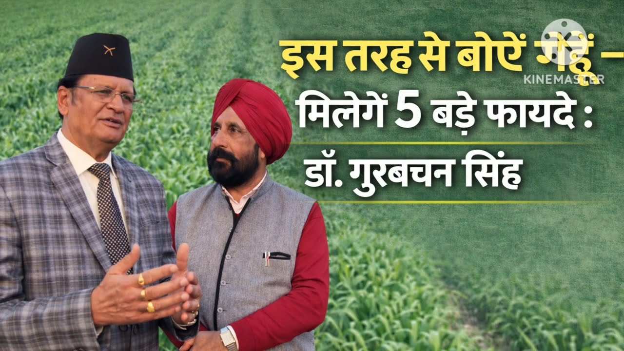 इस तरह गेहूँ बोने पर 5 फायेदे बो कर तो देखे डा.गुरबचन सिंह Growing wheat on beds #DrGurbachanSingh