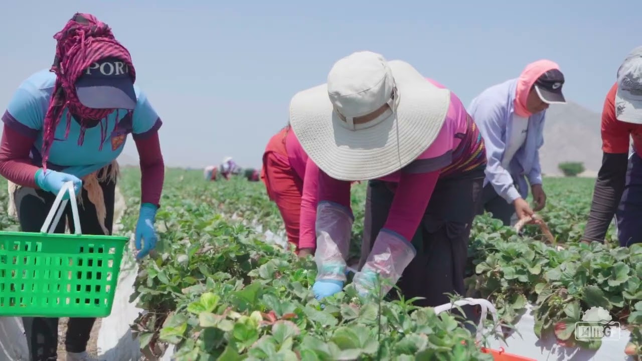 Video Planta CHANCAY. Grupo Mebol
