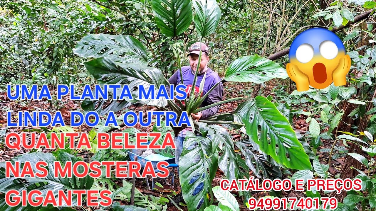 Novo capítulo e resgate de plantas  #comofazer para encontrar #flores #natureza #nature @destacar_ 