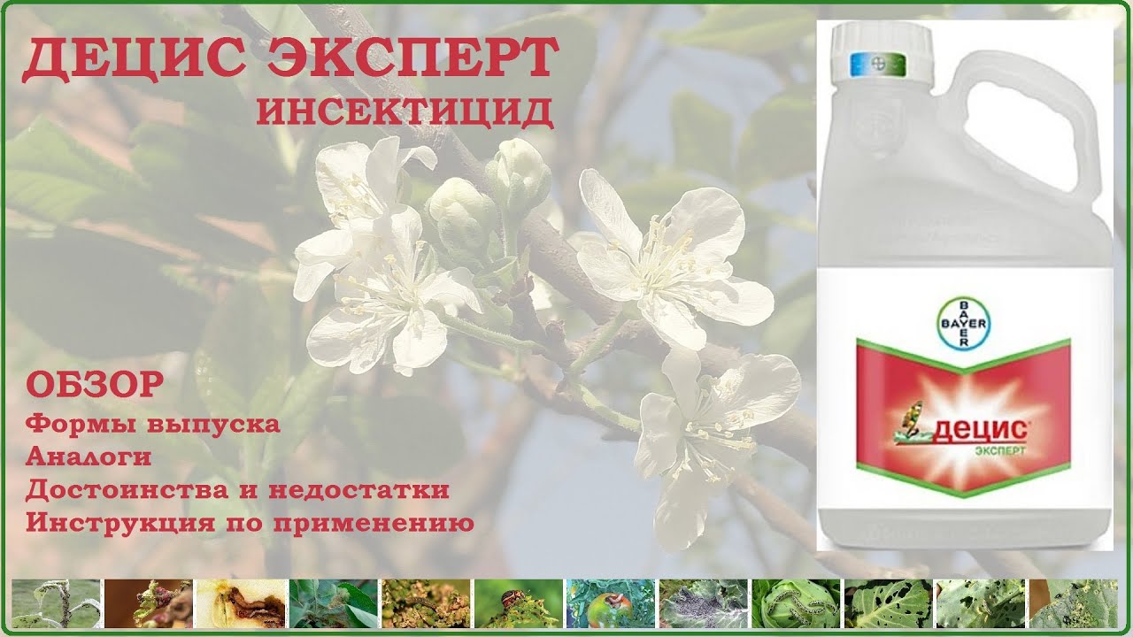 Инсектицид Децис - мощное средство от вредителей, требующее аккуратного обращения