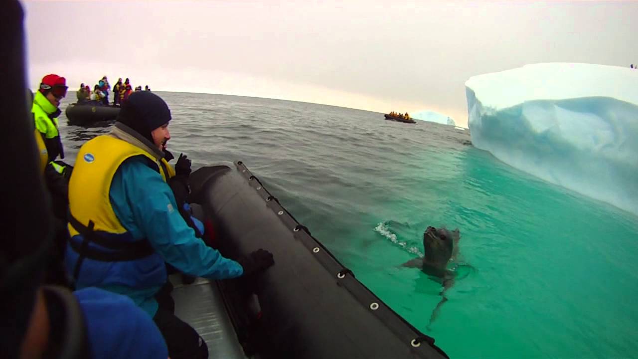 Leopard Seal Encounter