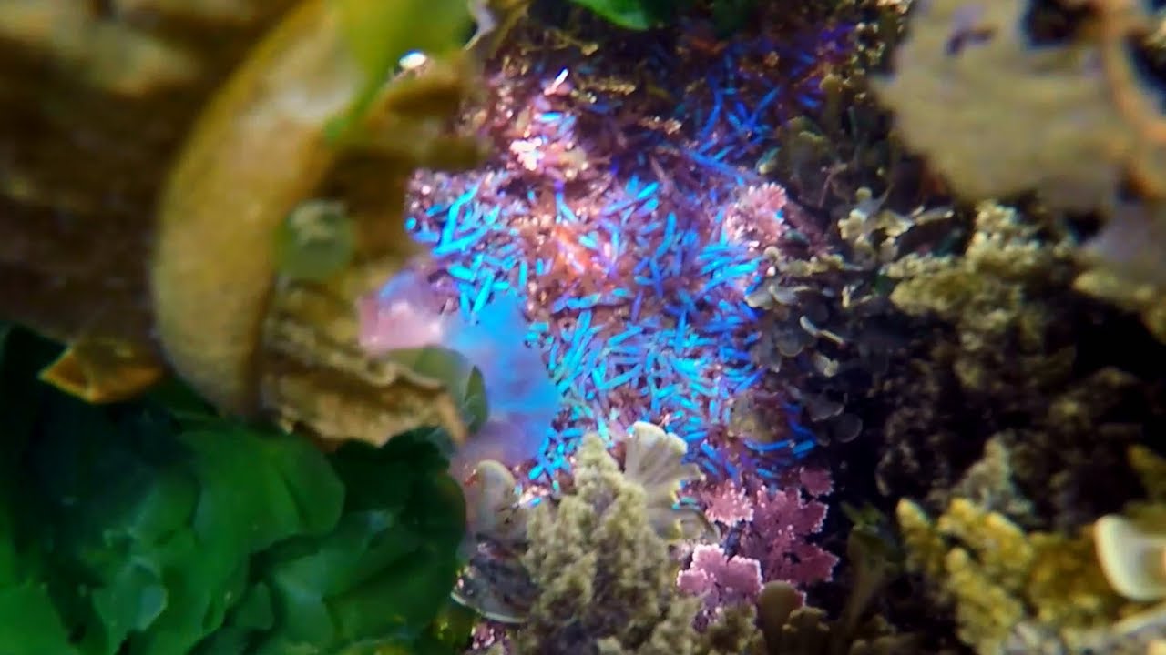 Snorkeling in Island Bay - Wellington, New Zealand