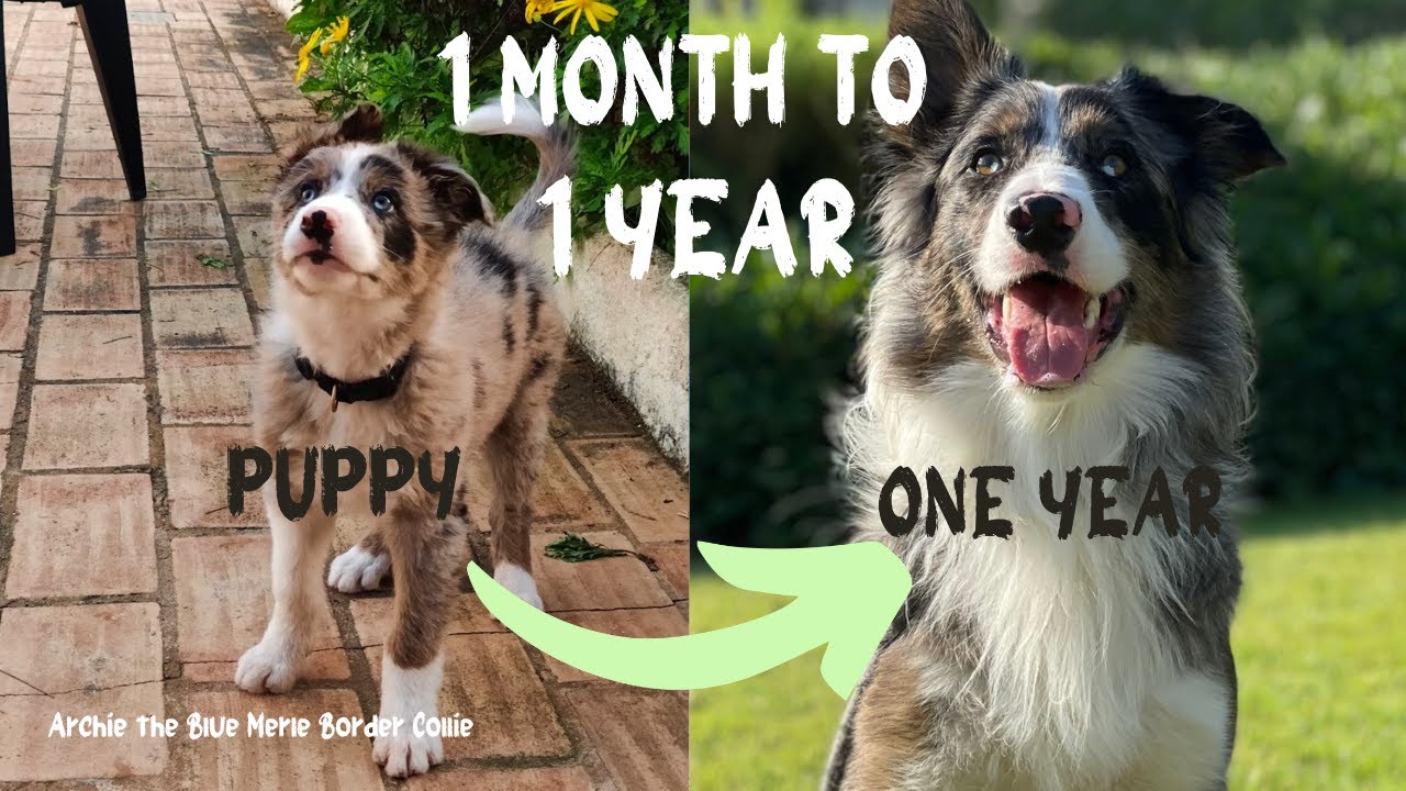 1 month to 1 year, watch our border collie grow up