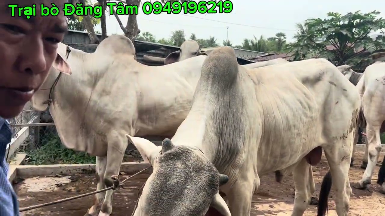 Ngày 11/02/2026 trại bò Đăng lên lô bò nuôi siêu đẹp.Lh:0949196219.0918879663.