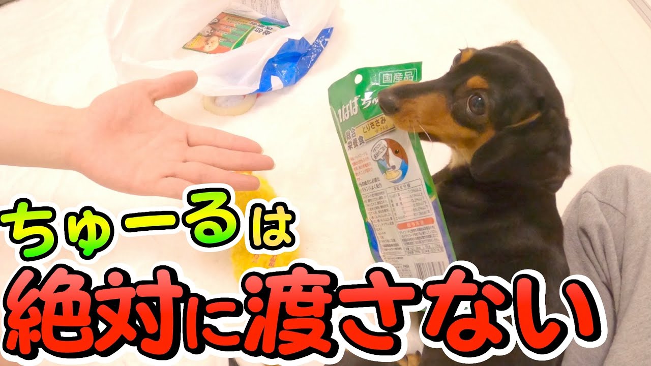愛犬がわんちゅーるのパッケージを完全に覚えてしまいました