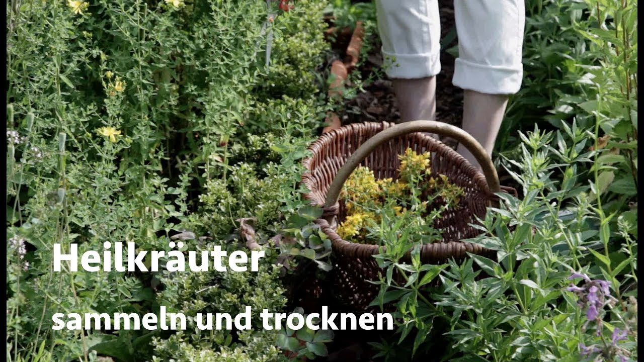 Heilkräuter trocknen und sammeln - Viriditas Heilpflanzen-Video