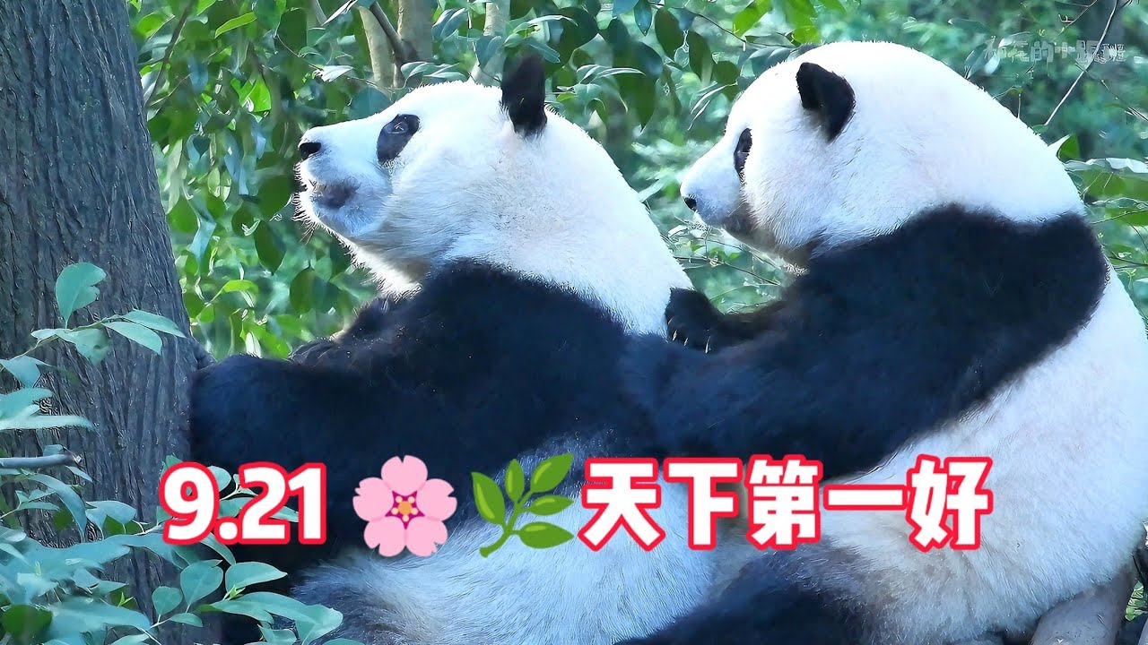 9.21 HeHua sneezed while giving HeYe her daily massage. Take care HuaHua.