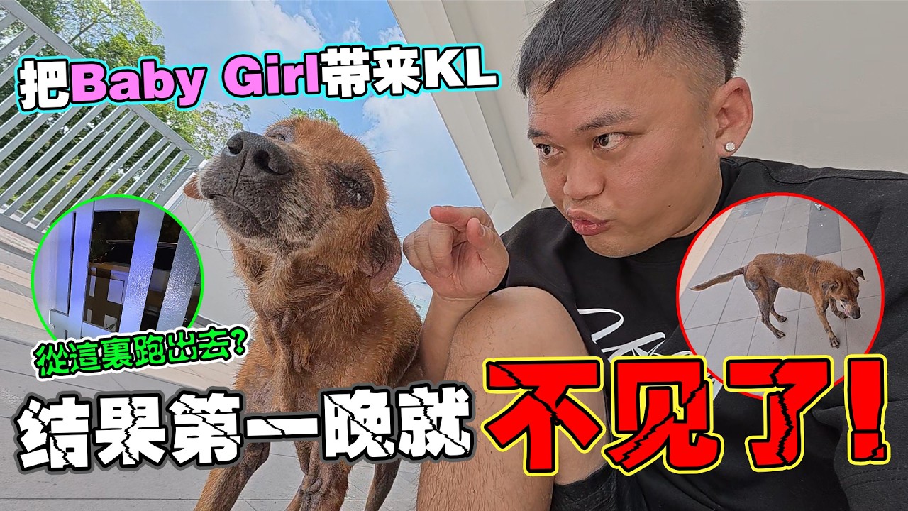 把baby girl 带来KL 结果第一天就不见了。。。大家帮忙留意一下 谢谢