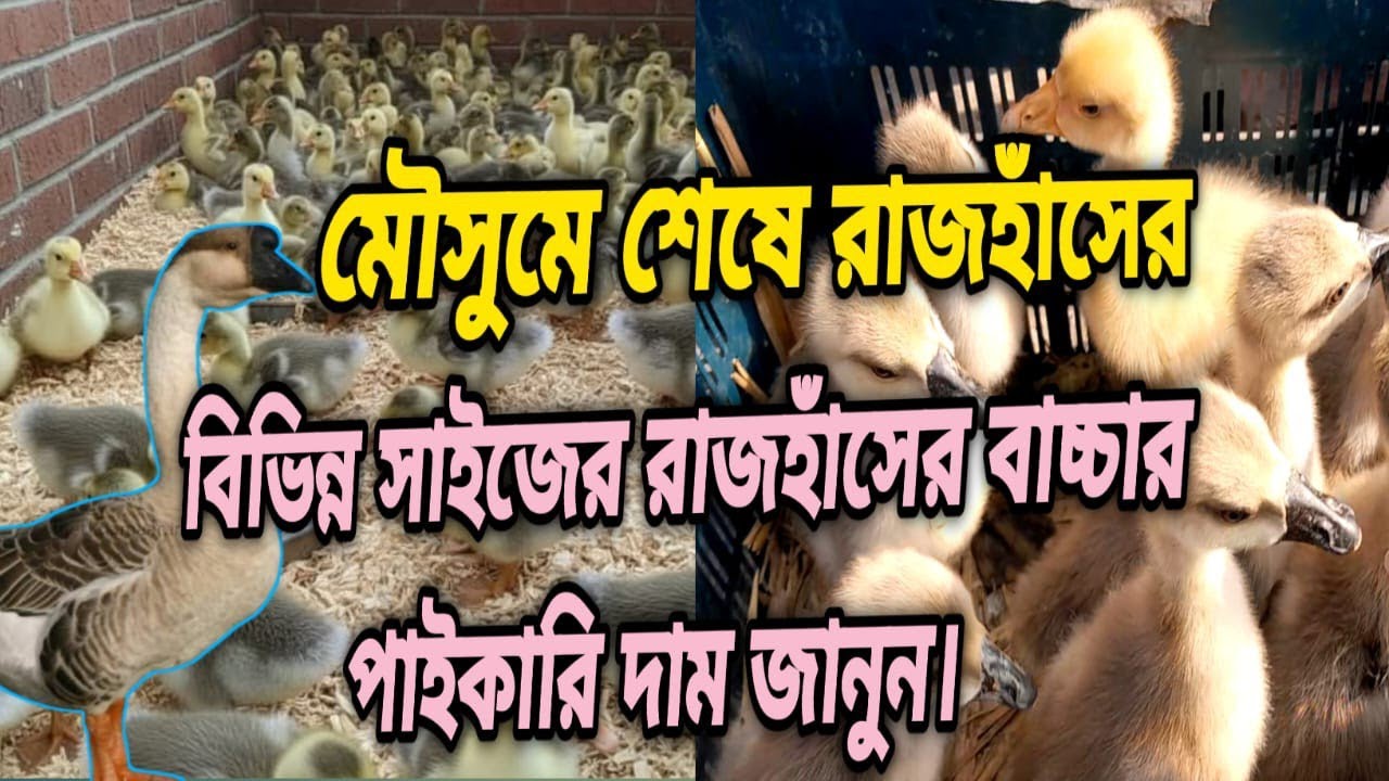 বিভিন্ন সাইজের রাজহাঁসের বাচ্চার পাইকারি দাম জানুন।#রাজহাঁসের_বাচ্চা #rajhash 