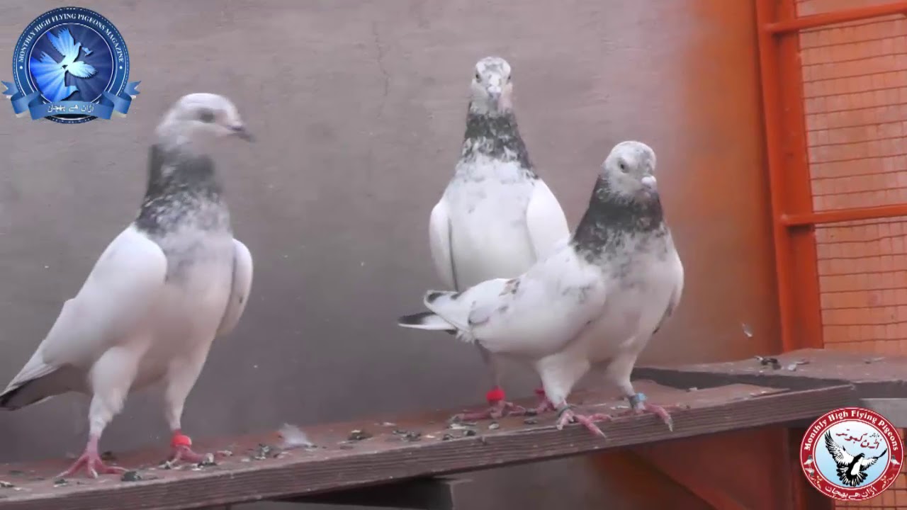 Amazing and awesome breeder pigeons of Doctor Mirza Jameel