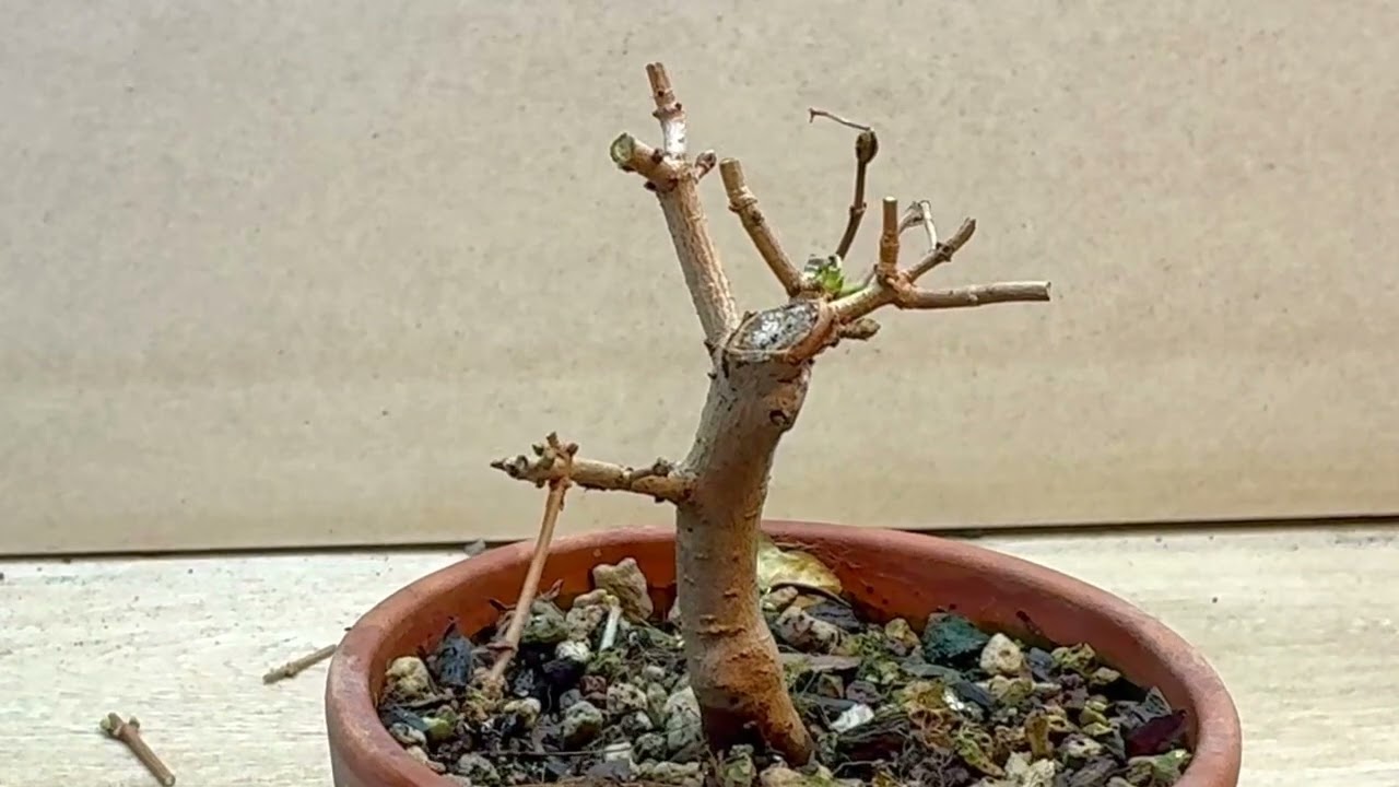 Acer Campestre November Pruning Bonsai