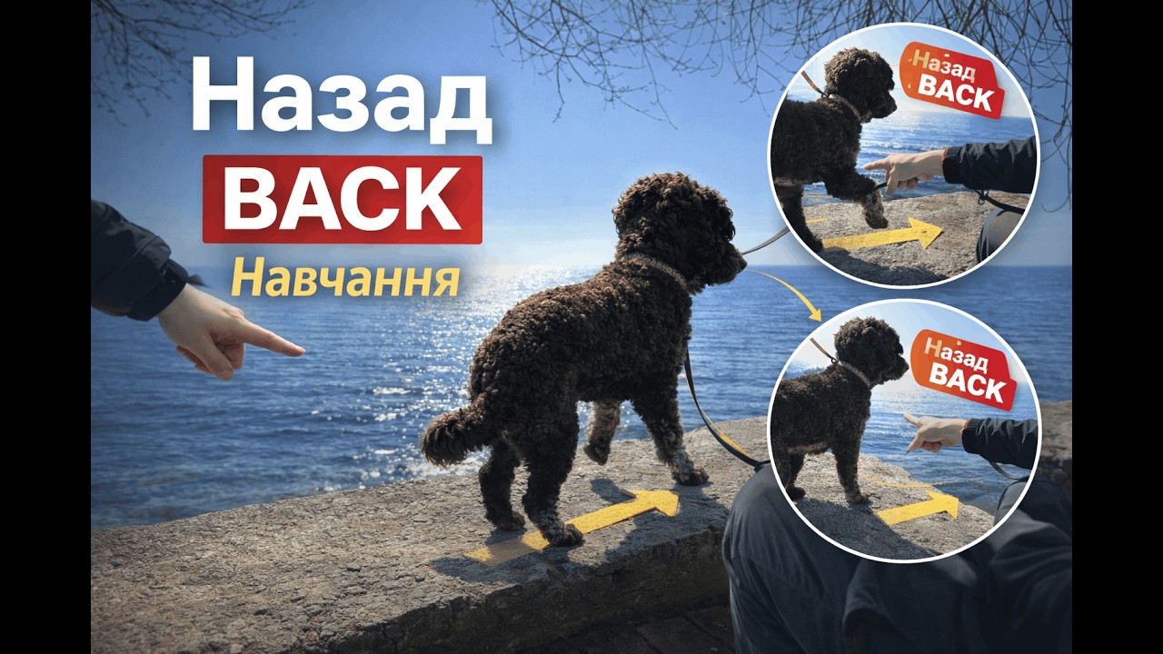 Вчимо собаку. Команда 