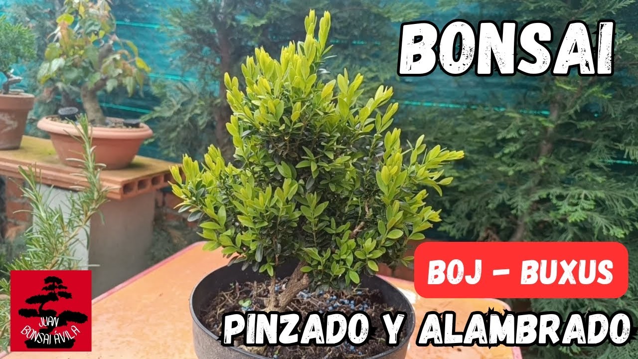 Primeros pinzados de primavera, pre bonsai boj, buxus #bonsai