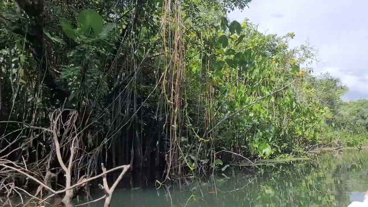 Igarapé Raiz na Amazônia - Ambiente!