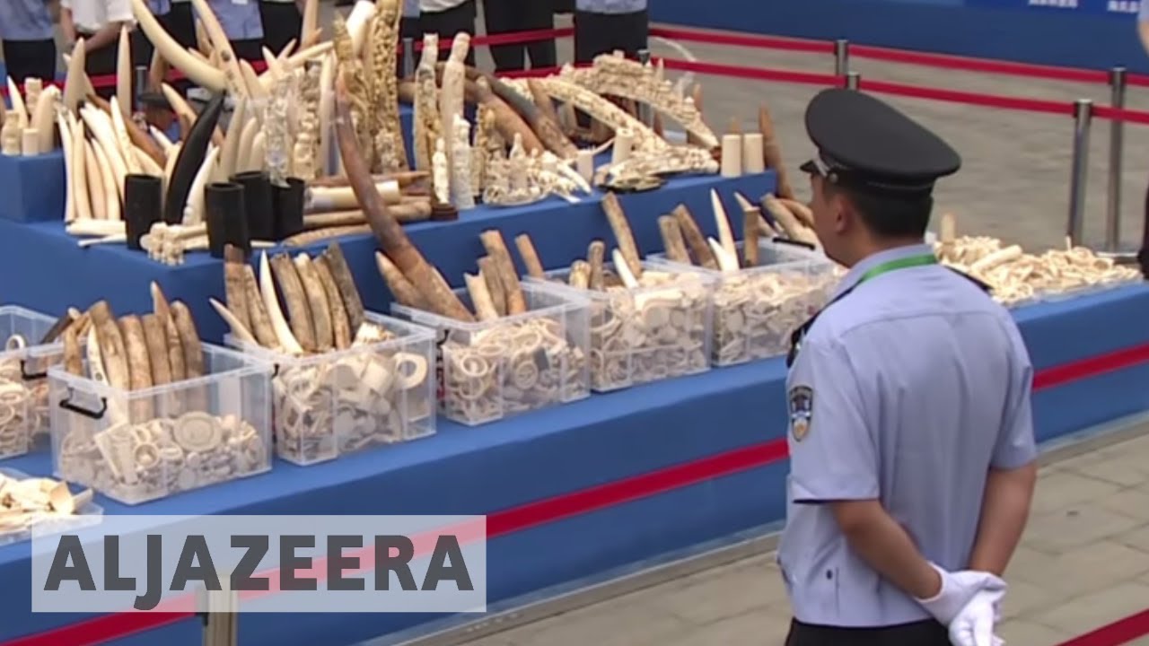 🇨🇳 Ivory carving in China at risk after ban enforced