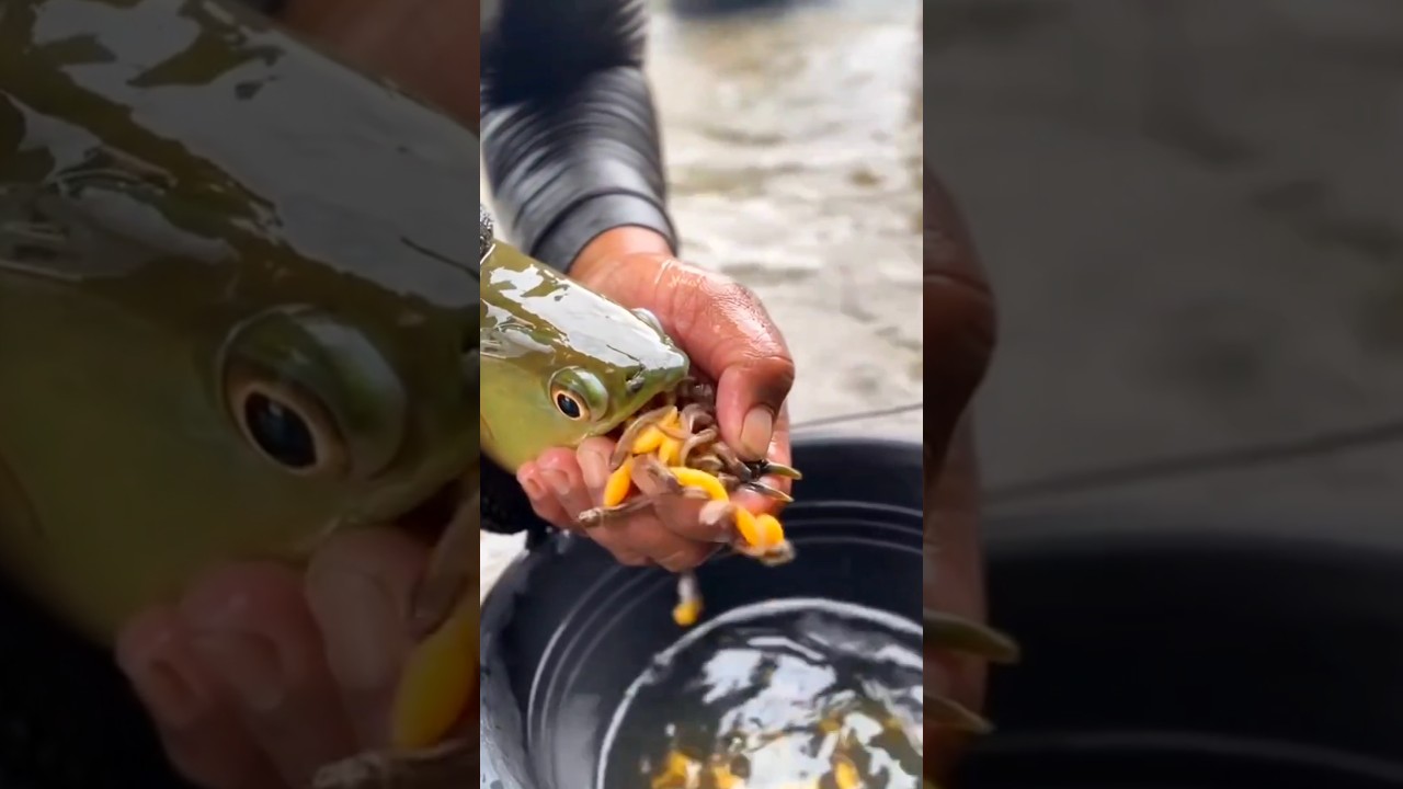 Fish Mouth Full of Babies!