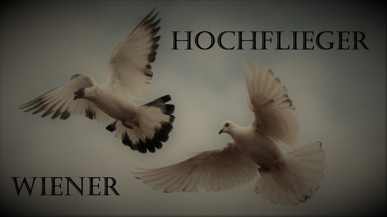 The beauty of Vienna Highflyer Pigeons  / Die Schönheit der Wiener Hochflug Tauben