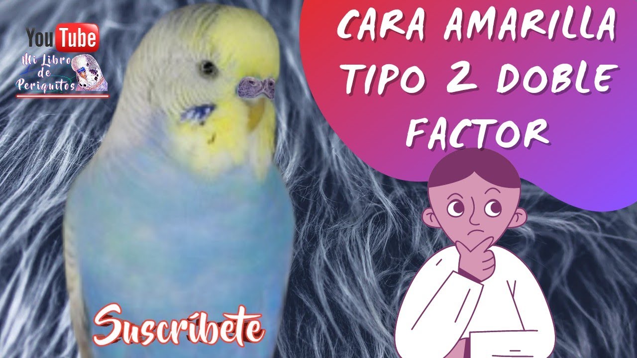 Mini Serie Periquitos 🤔 Cara Amarilla Tipo 2 Doble Factor