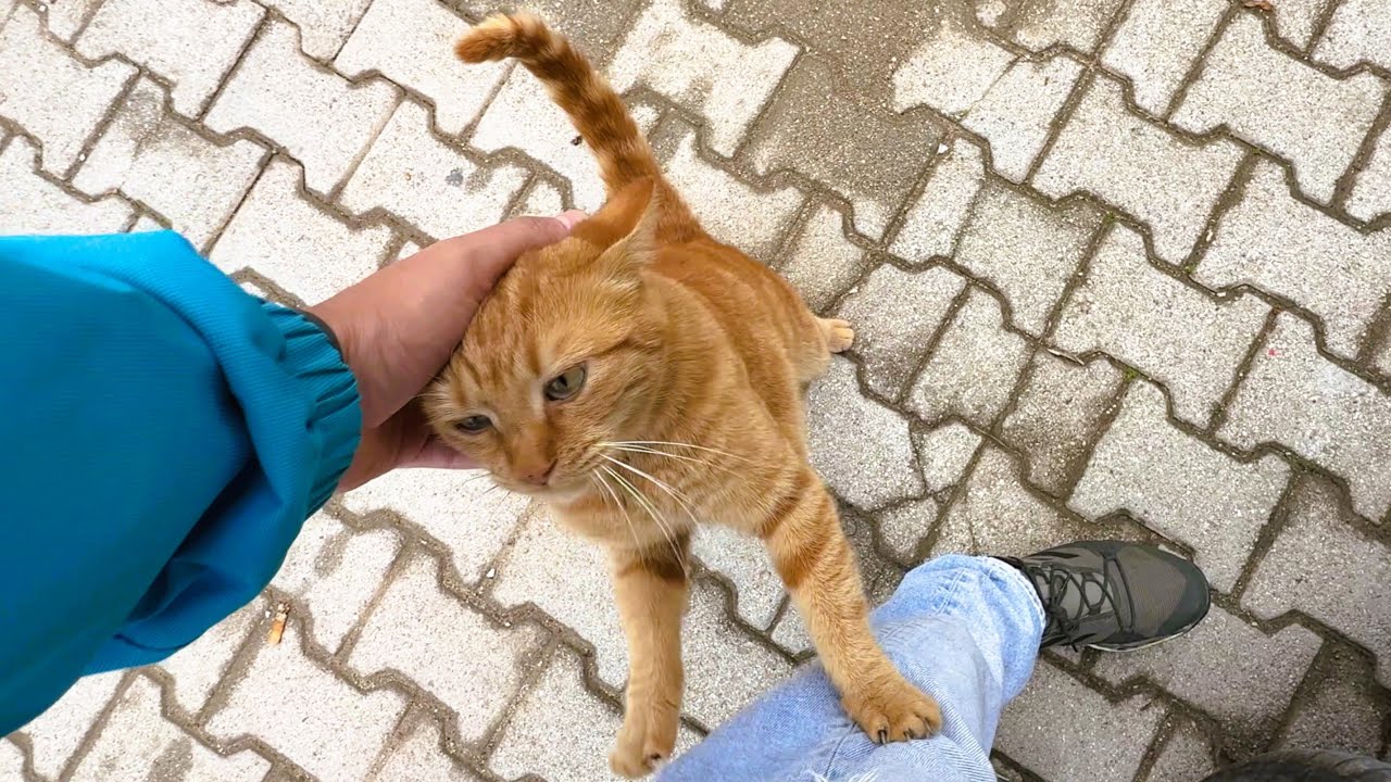 Ginger the Cat Keeps Chasing Me — She Wants a Home
