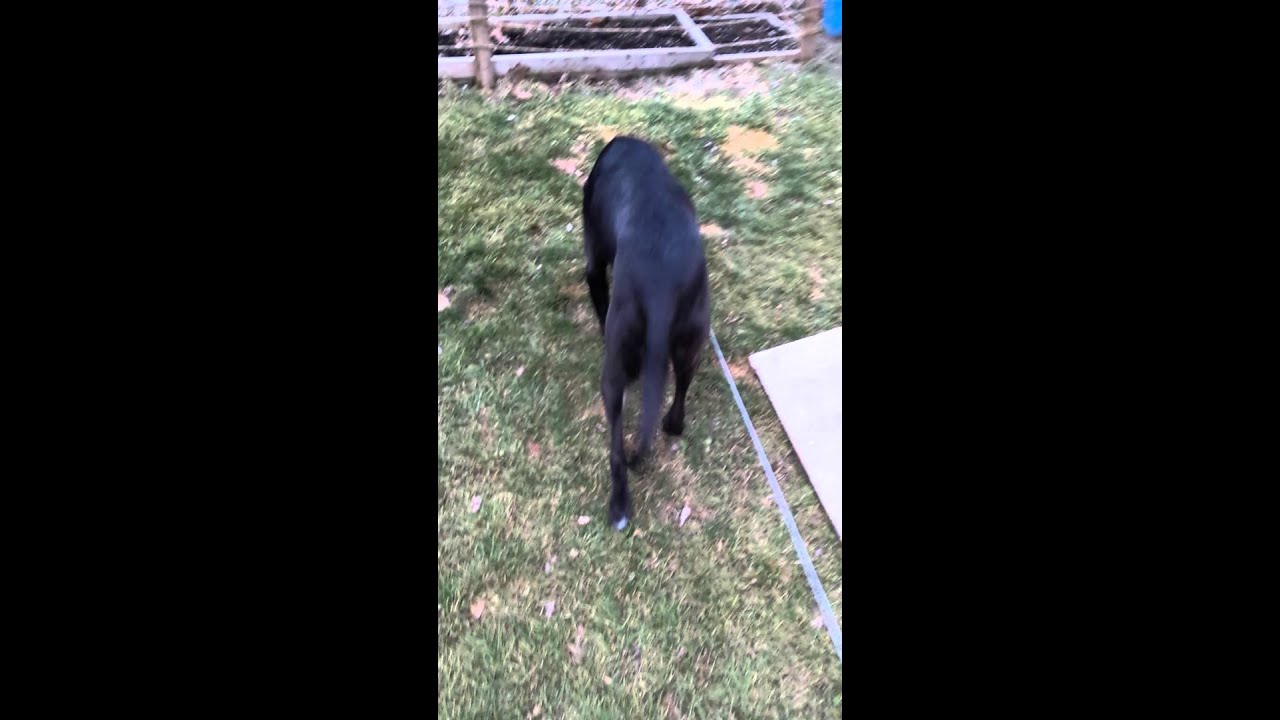 Bloo 2 days pre-op Osteosarcoma