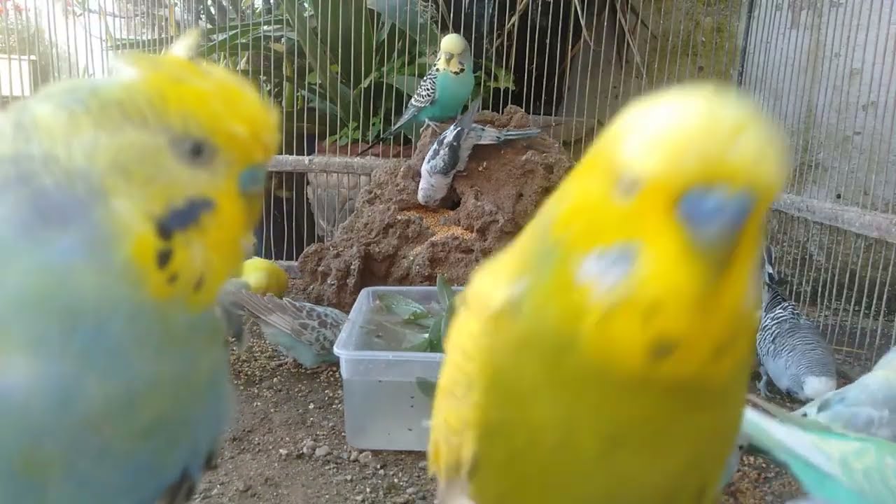 🤯ケージを少し変えただけで行動が激変…理由はこれ
