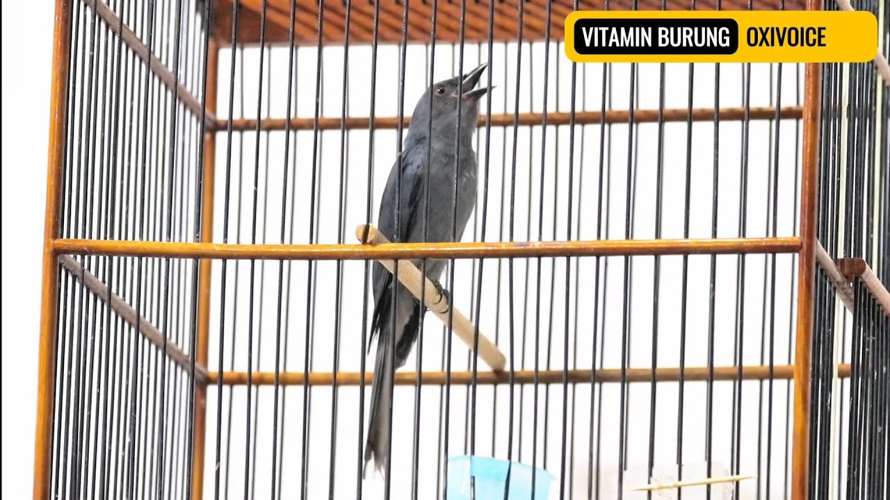 Burung Srigunting muda  4 juta bunyi nonstop / masteran oxibird  