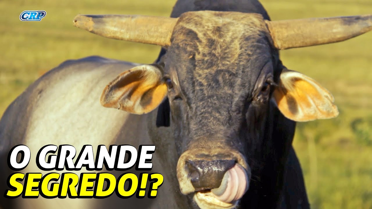 ALIMENTAÇÃO dos TOUROS na Cia. Califórnia