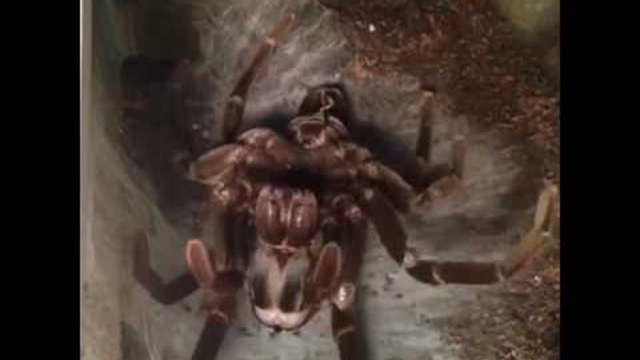 South American Bird Eating Spider Molting || ViralHog
