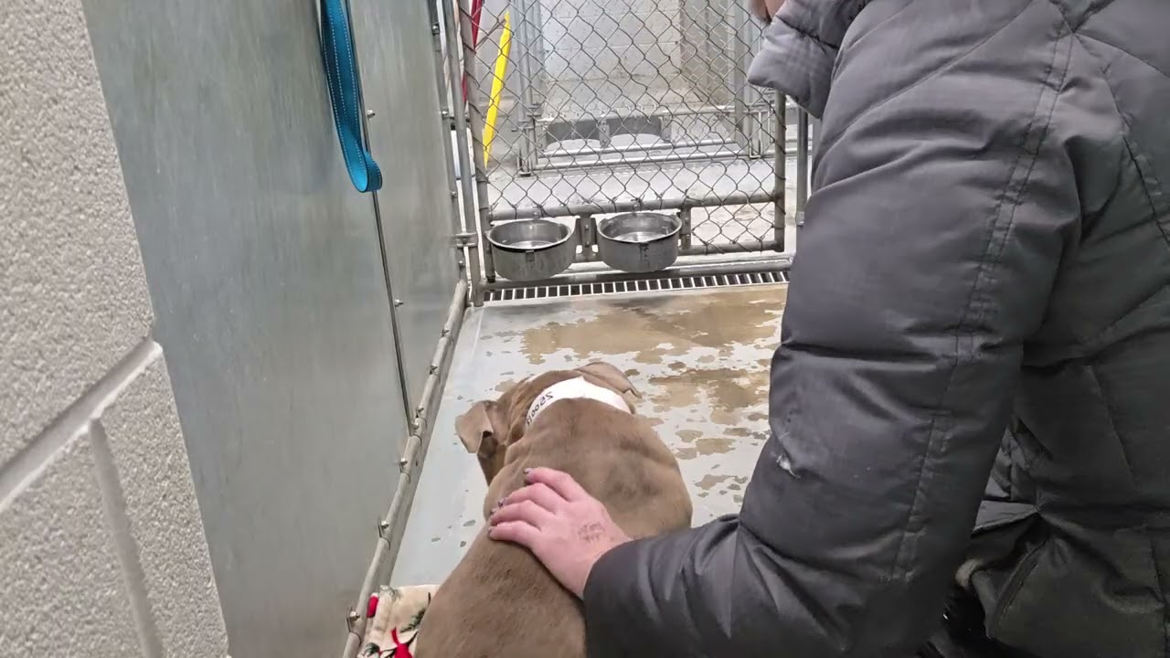 Pet Massage 