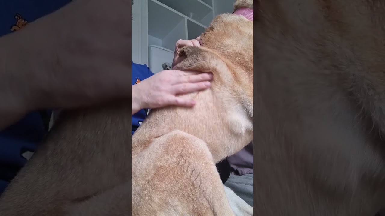 Canine massage for fascial release and mobilisation 