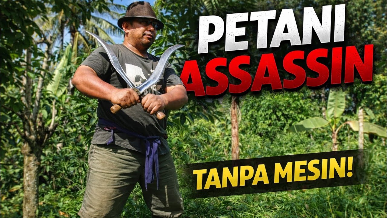 Modal 2 Celurit! Gulma di Bawah Kopi Habis Tanpa Mesin