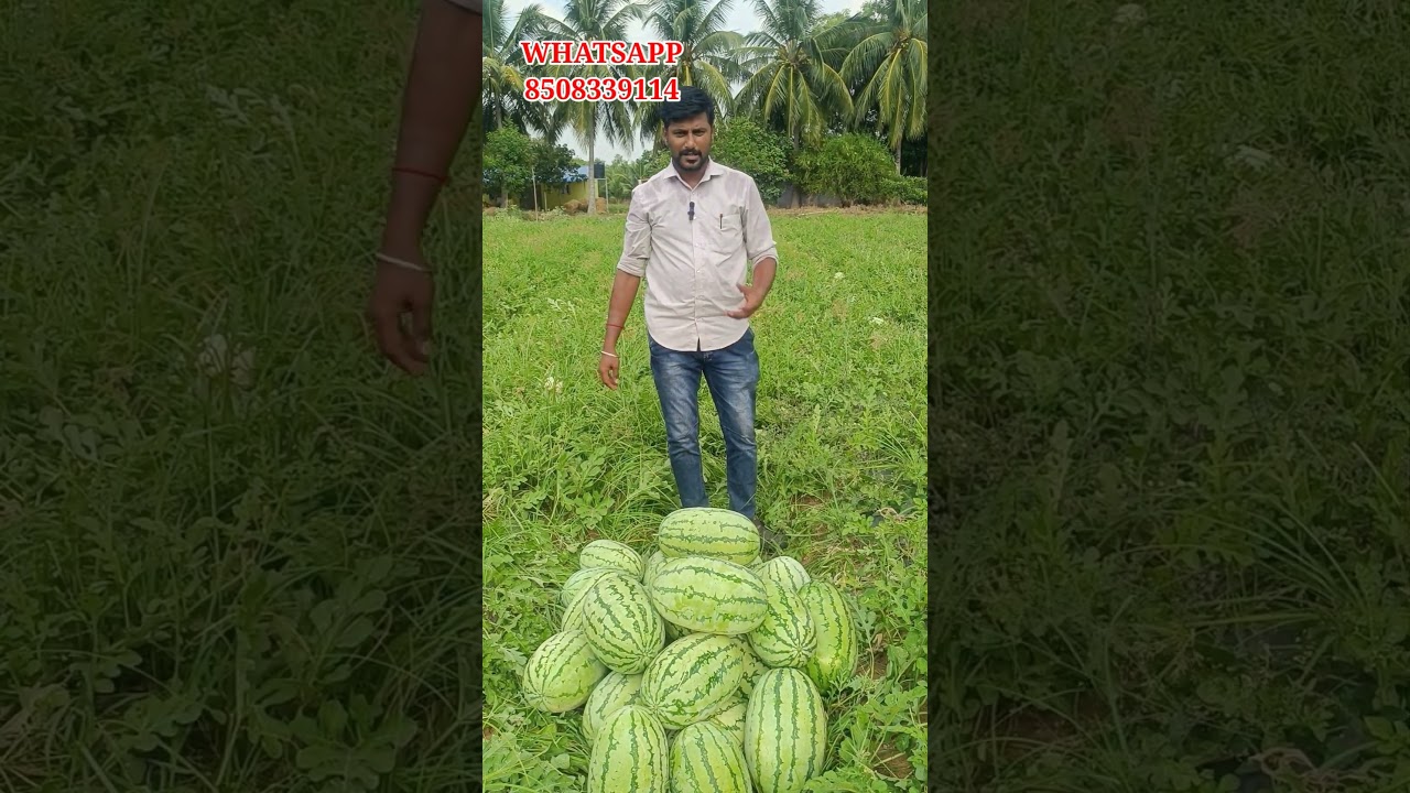 🍉தர்பூசணி இரகத்தில் சிறந்தது எது?/ Which is the Best variety in Watermelon???