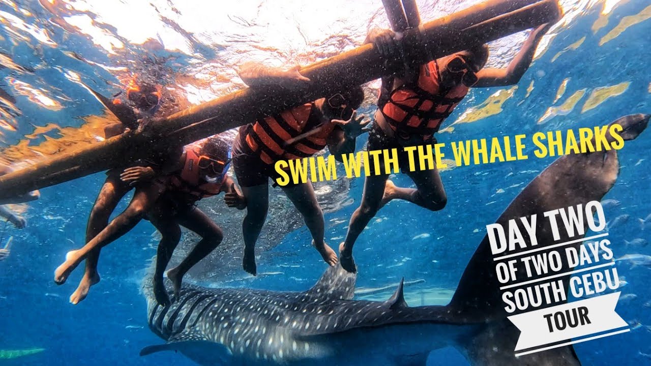 Swimming with the biggest Fish in the Ocean ( Whale Shark)  and beautiful waterfalls - Oslob Cebu