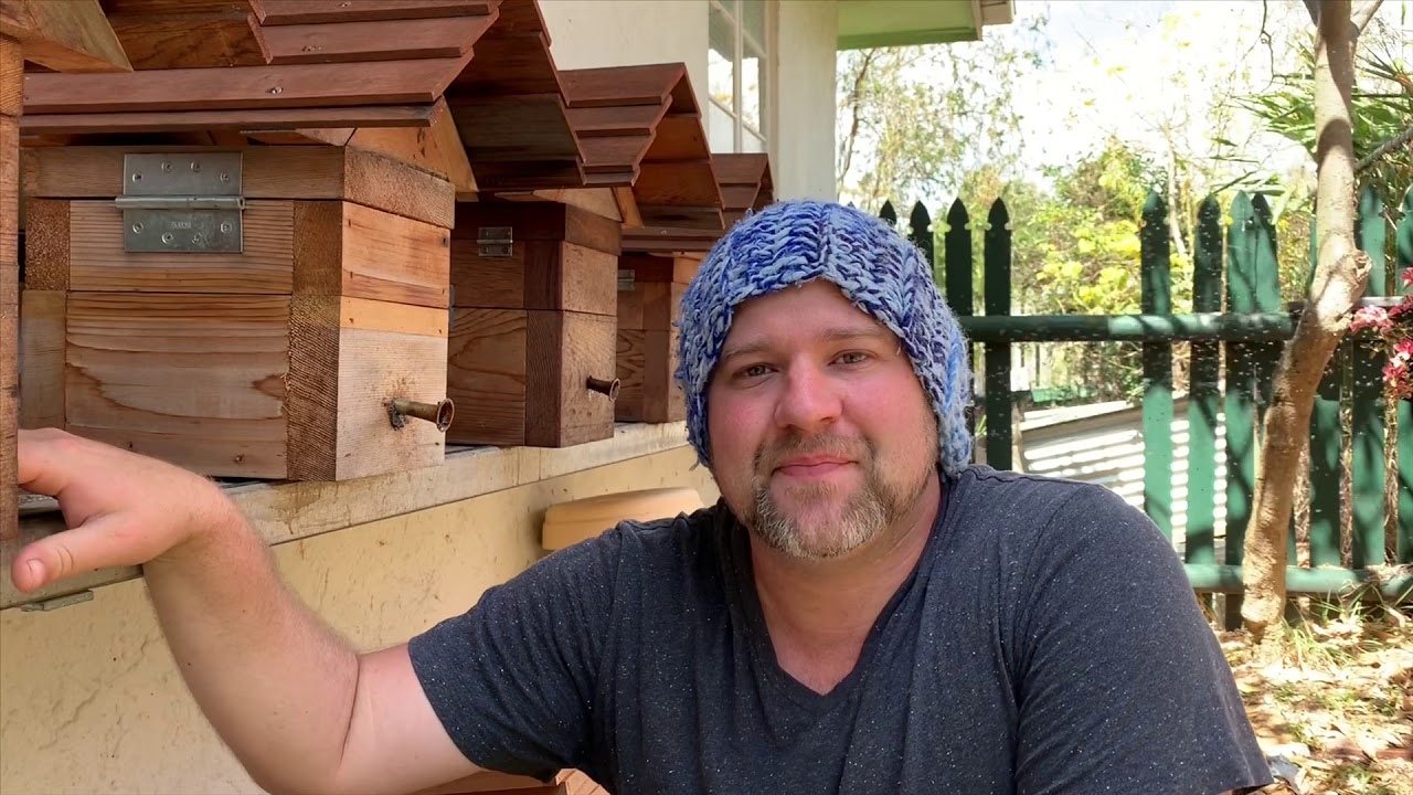 Redirecting stingless bee swarms 🐝