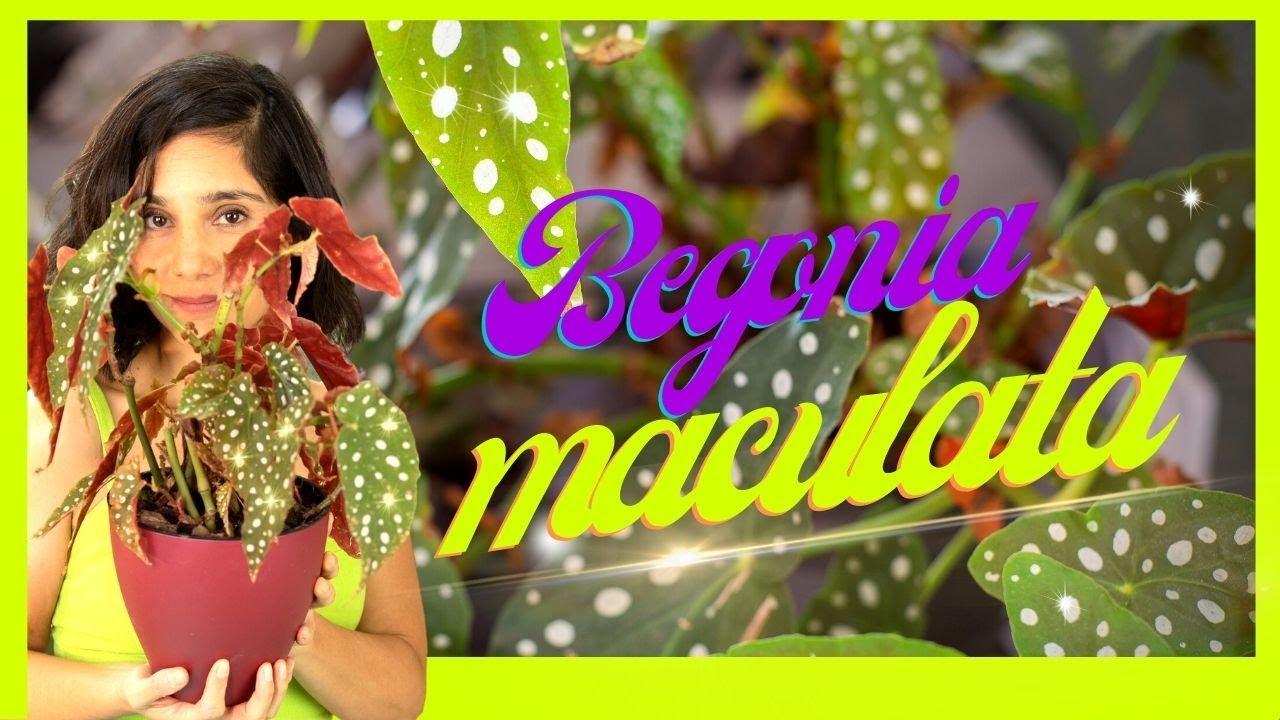BEGONIA MACULATA: Aulão! Como cultivar plantas de interior e deixar sua Begonia maculata cheia