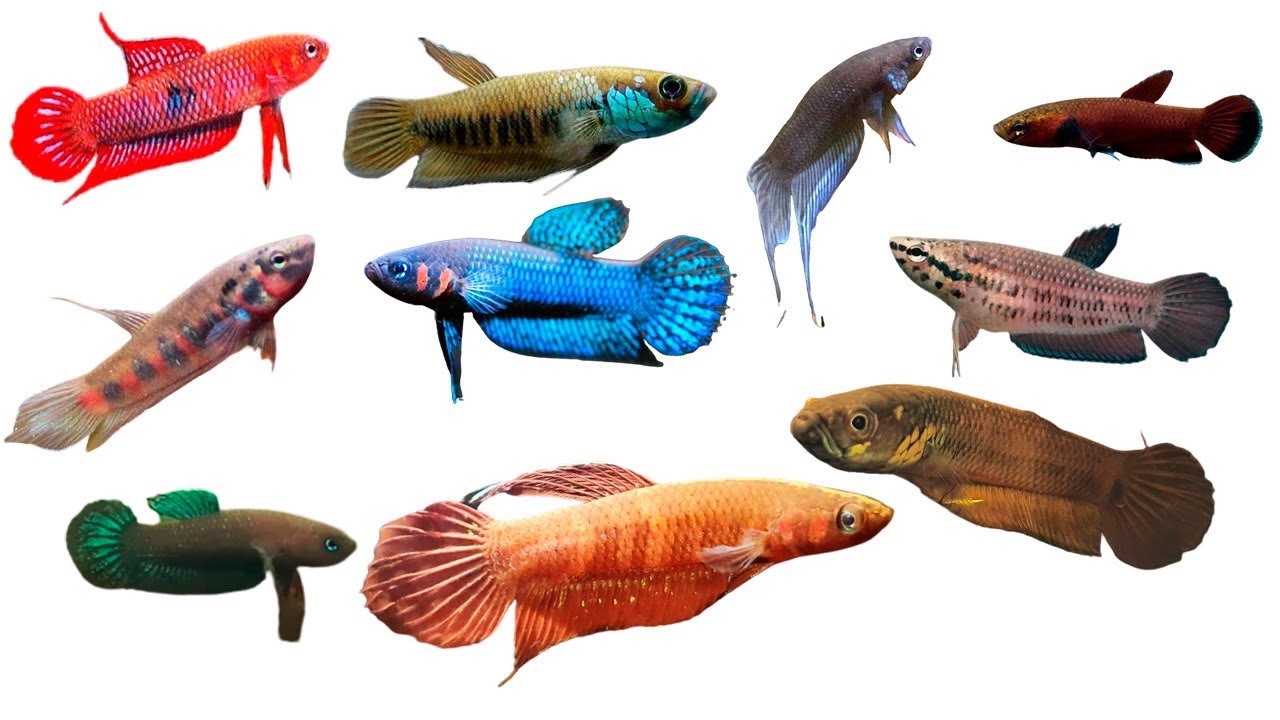 10 Ikan Cupang Liar  Cantik (Wild Betta Fish) Asli Indonesia, Nama dan Daerah Asalnya.