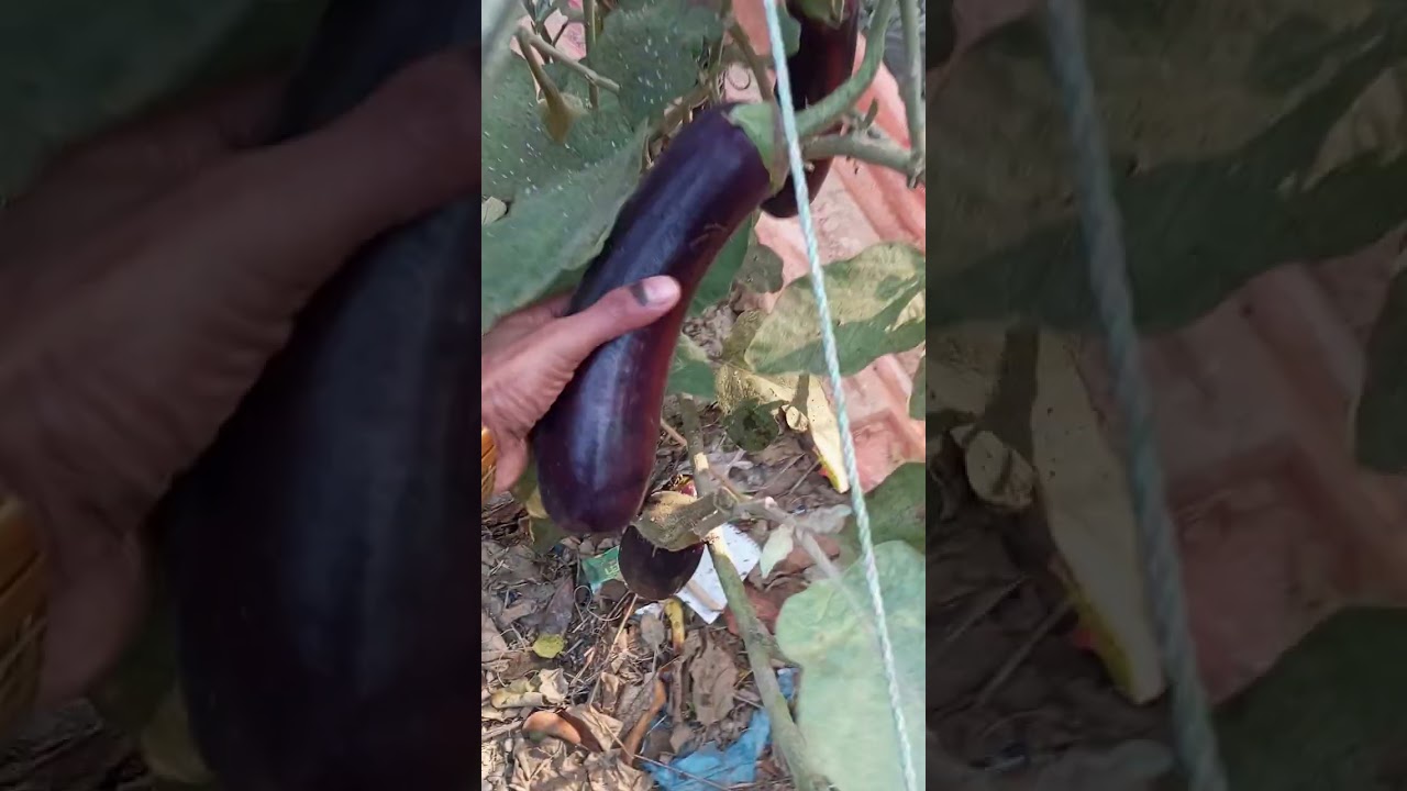 কৃষি আবাদ 🍐🍅🍅🍅