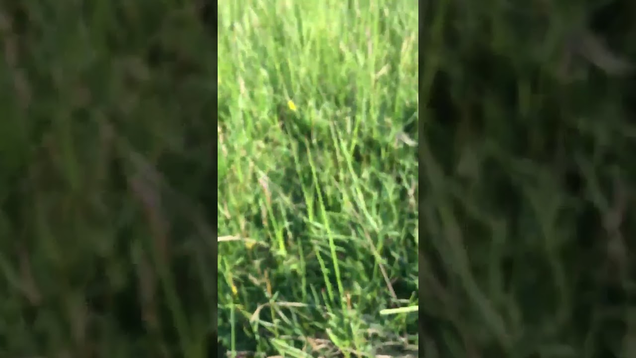Tree Pipit chicks (Donald Trumps comb over)