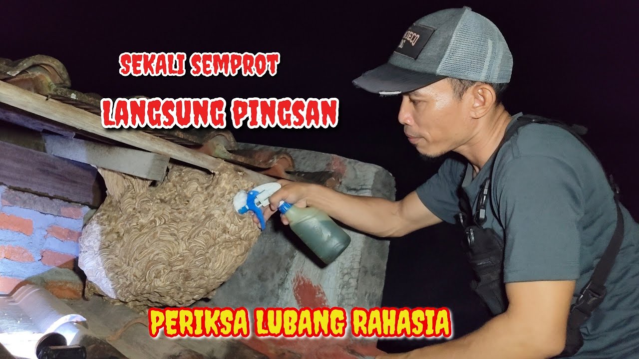 CARA AMPUH LUMPUHKAN ENGANG ATAU TAWON VESPA AFFINIS//DI ATAP RUMAH WARGA