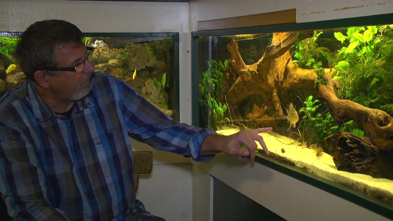 Der Aquarienverein Trier