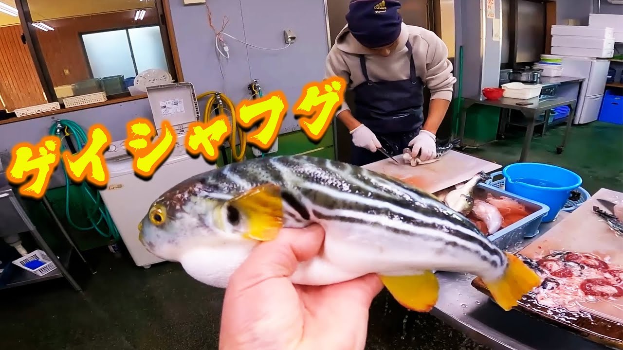 【神業】ゲイシャフグをフグ捌きの先生が捌いたら、さすがプロの神業でした！