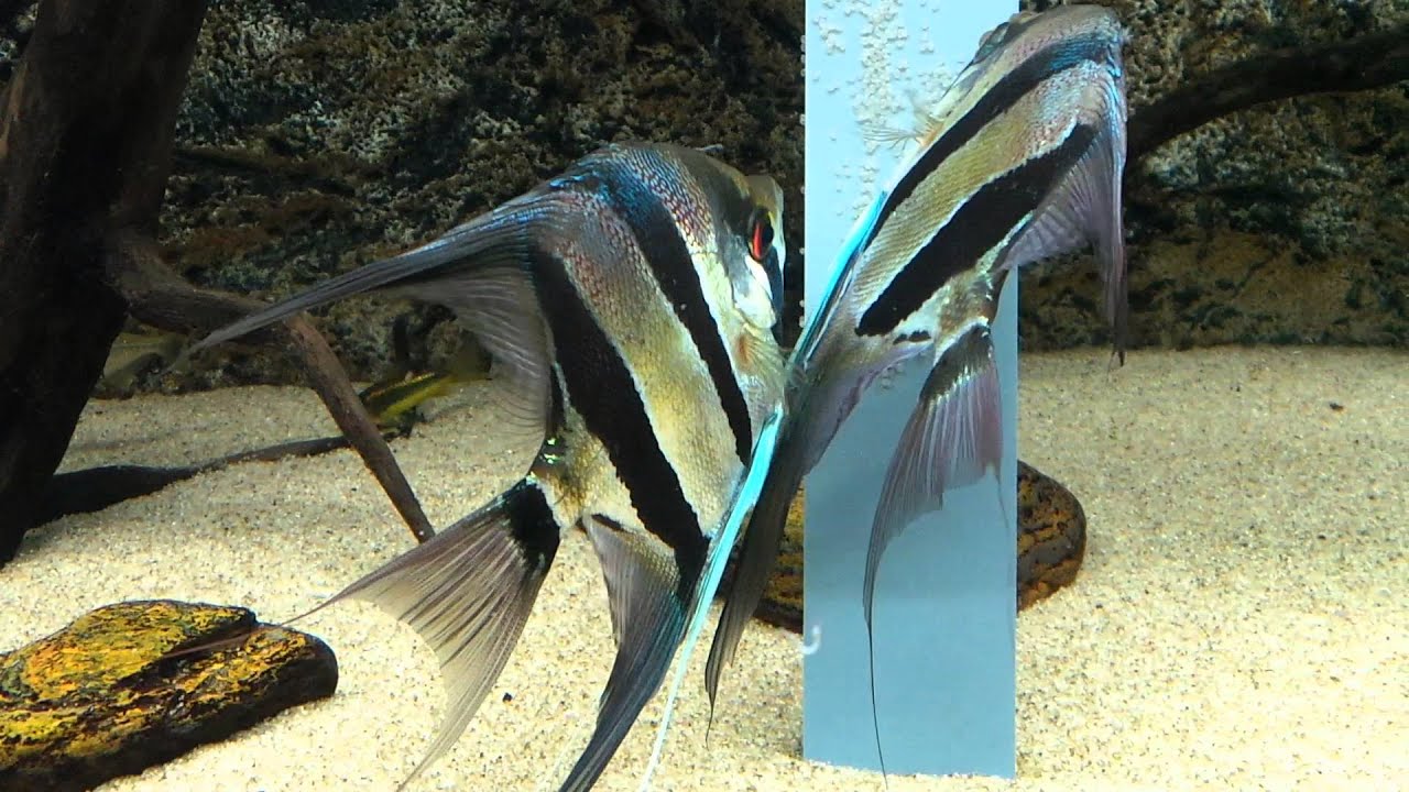 Pterophyllum altum Orinoco spawning