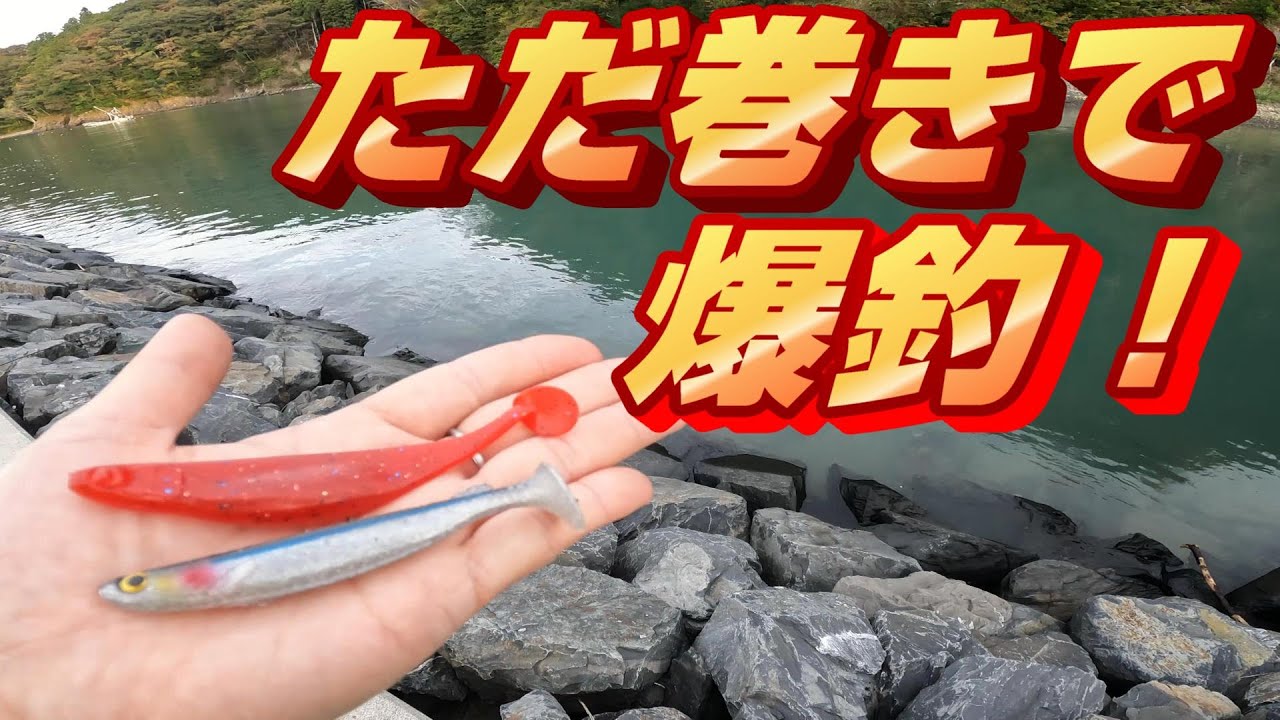 2024年秋新商品のシャッドテールワームがとにかく釣れます！【根魚/フラットフィッシュ】