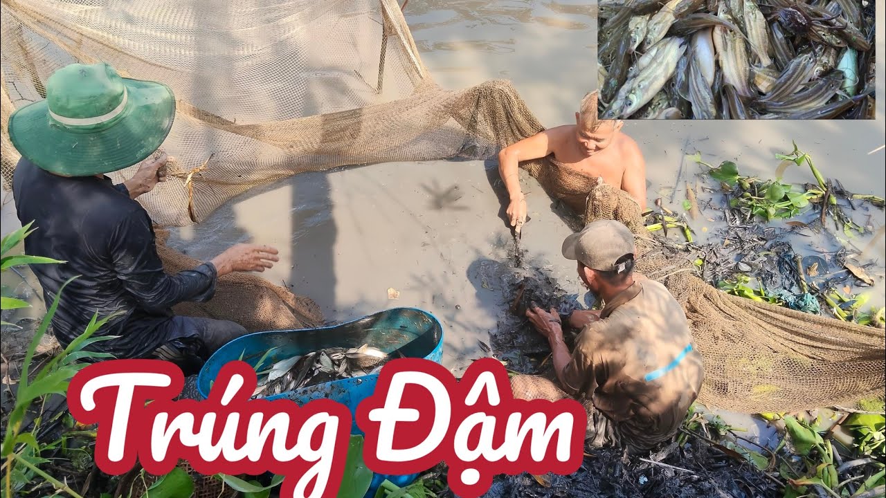 Cách bắt cá hay của người miền Tây, ốp mé mùa nước rút, tập 37,