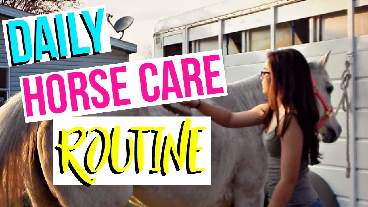 Updated Daily Horse Care Routine