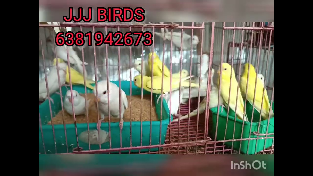 Birds price list @ jjj Birds | kanyakumari birds market price list buy & sale