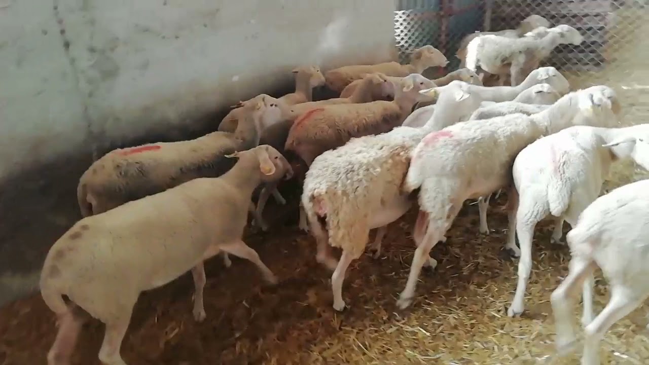 lacaune koyunlarımıza agalaksi aşısı yaptık