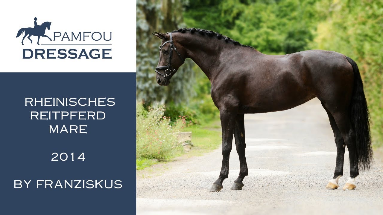 DRESSAGE HORSE FOR SALE | Inter I Mare (2014)