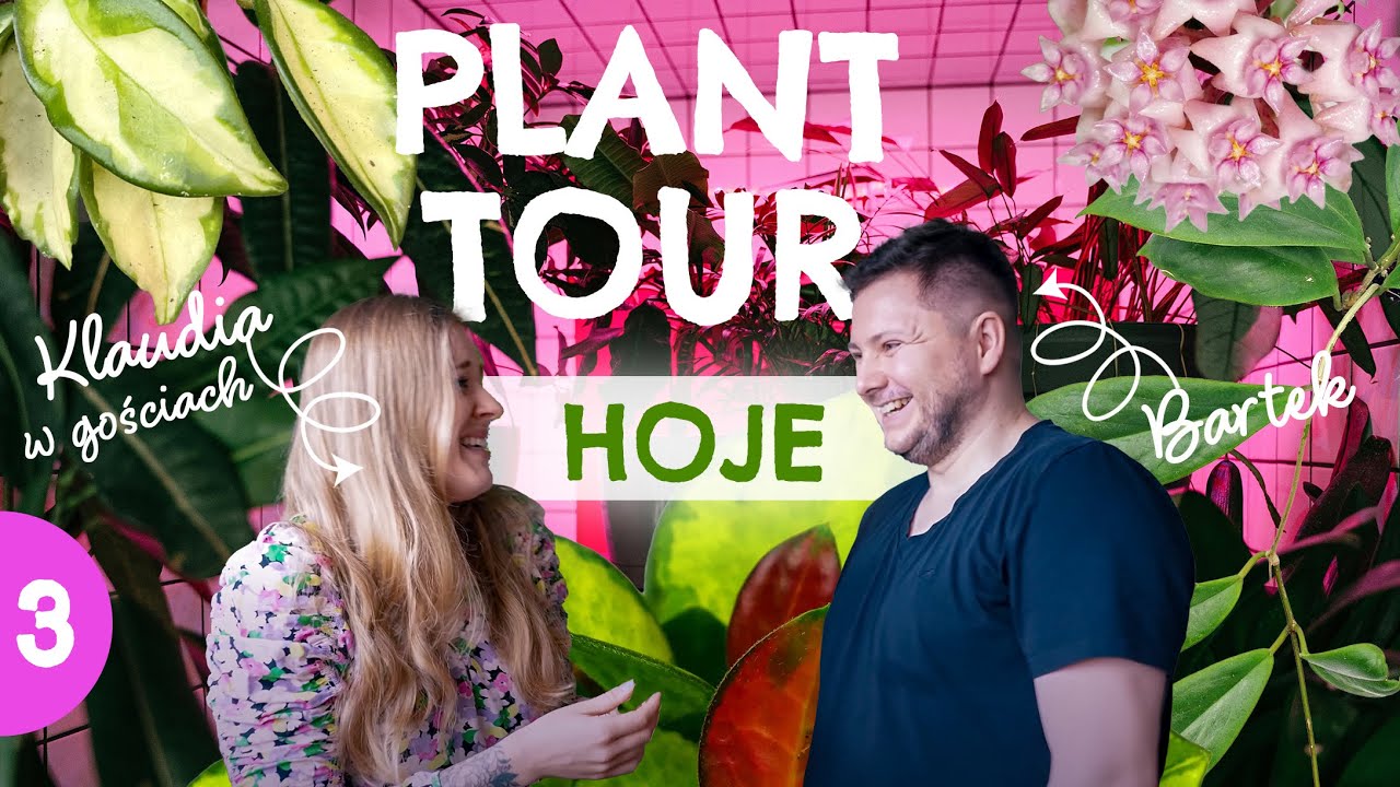 Hojowy plan tour | dzisiątki hoi | jak zajmować się hoją? | klaudia w gościach #3