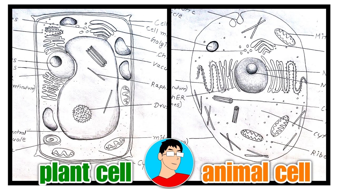 how to Draw plant and animal cell Diagram // plant cell diagram, animal cell diagram // how to Draw